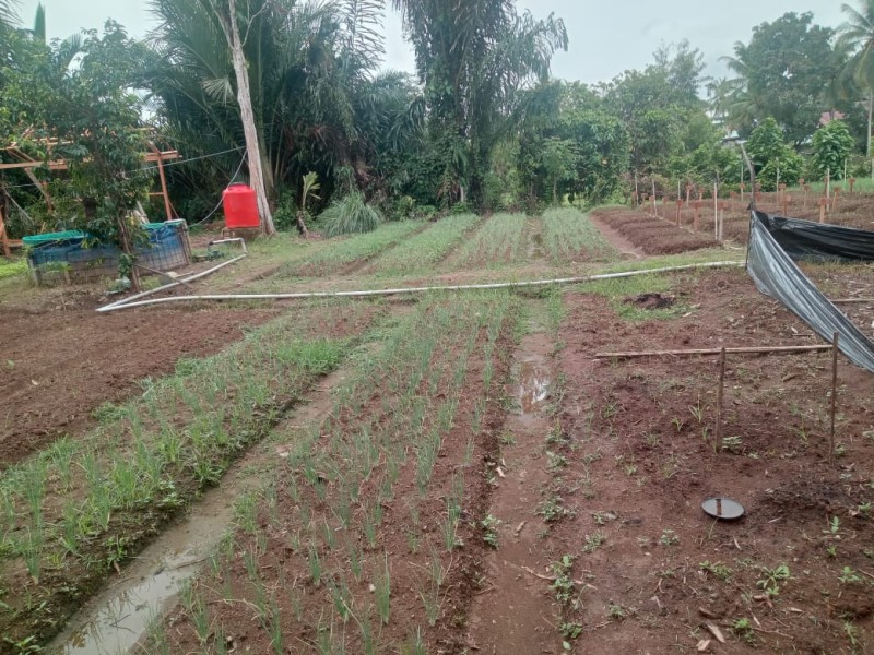 KWT Gampong Ladang Tanami Bawang Merah Ke 4 kali