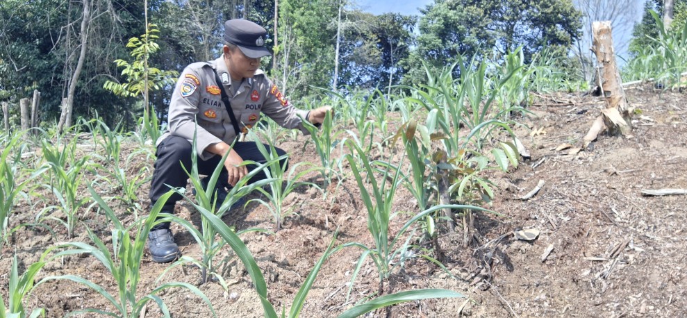Polsek Minas Pantau Jagung Kuartal II di Agro Wisata Telago, Tanaman Usia 17 Hari Tumbuh Subur
