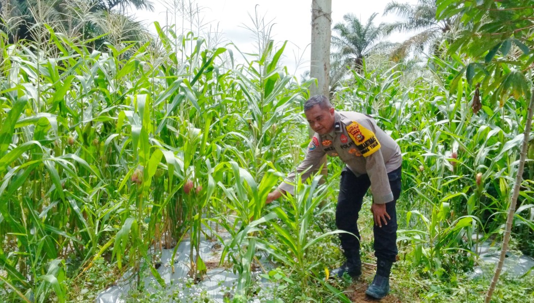 Bhabinkamtibmas Minas Timur Turun ke Lahan, Pantau Perkembangan Jagung Pipil Program Ketahanan Pangan