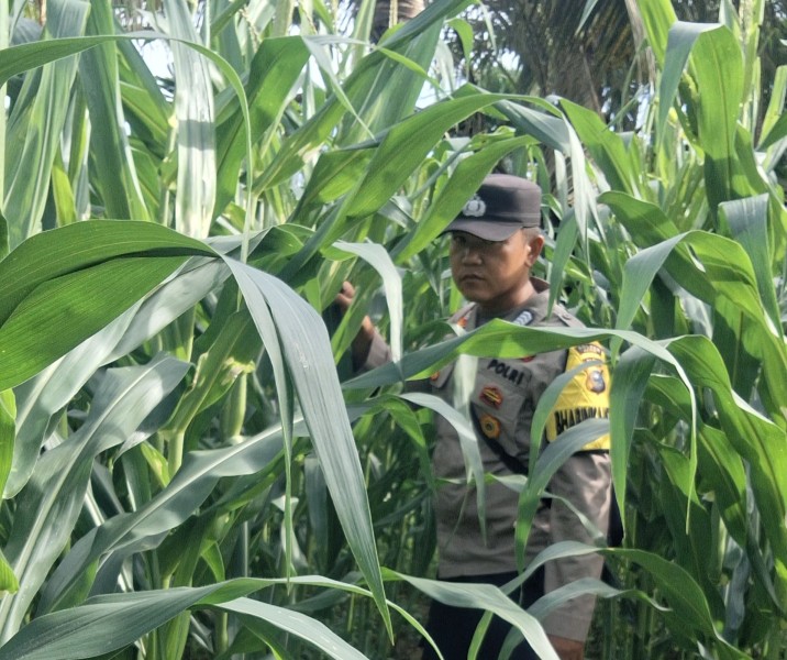 Bhabinkamtibmas Polsek Minas Cek Perkembangan Jagung Program Ketahanan Pangan Nasional, Tanaman Berusia 46 Hari