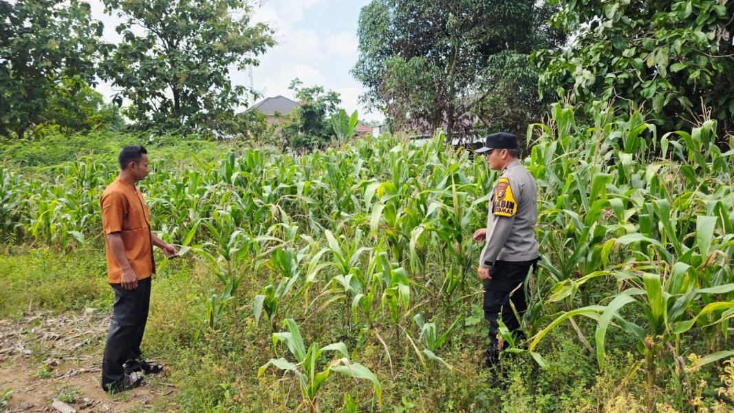 Polsek Tandun dan Warga Desa Tapung Jaya Intensifkan Perawatan Jagung Pipil Demi Sukseskan Ketahanan Pangan Nasional