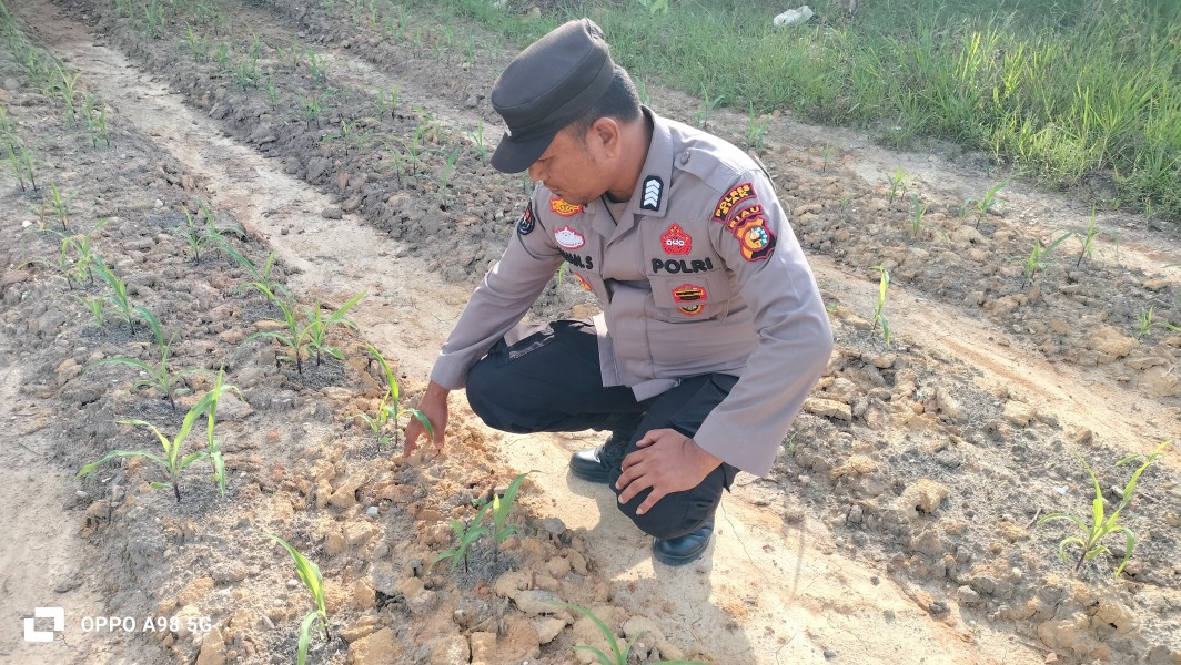 Polsek Minas Cek Perkembangan Jagung Program Ketahanan Pangan Nasional di Minas Jaya