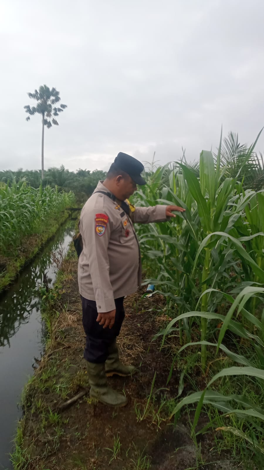 Polsek Minas Pantau Perkembangan Jagung Pipil Usia 94 Hari, Dukung Program Ketahanan Pangan Nasional
