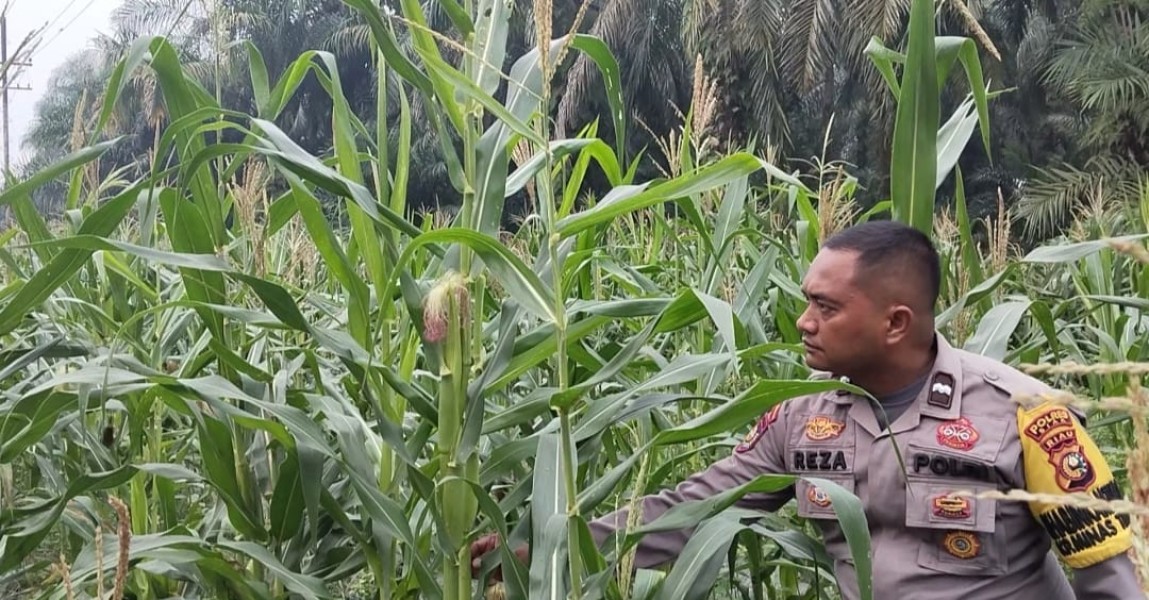 Usia 95 Hari, Jagung Pipil di Minas Timur Tumbuh Subur! Polisi Turun Langsung Cek Perkembangan Tanaman Warga