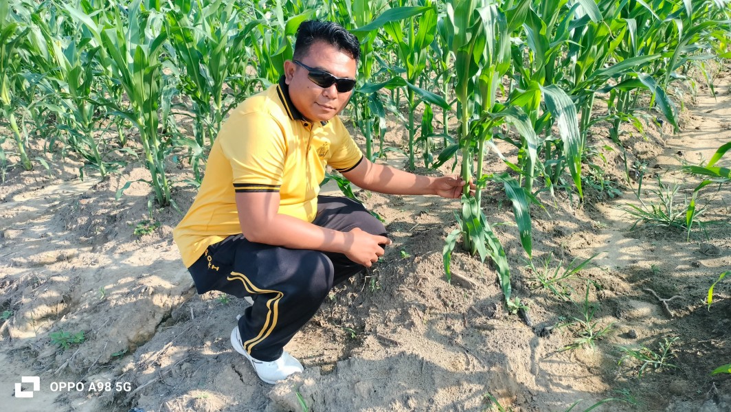 Bhabinkamtibmas Polsek Minas Cek Perkembangan Jagung Program Ketahanan Pangan, Tanaman Usia 32 Hari Tumbuh Baik