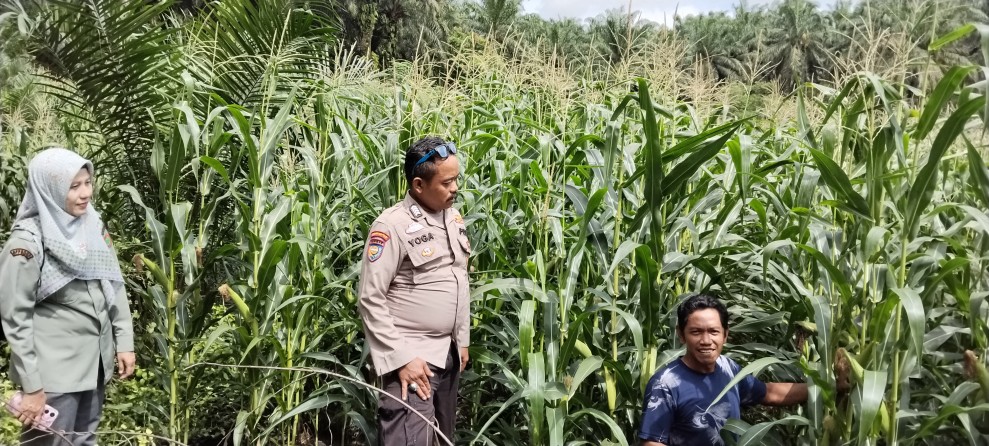 Polsek Minas Pantau Perkembangan Jagung Pipil, Tanaman Kelompok Tani Mekar Berseri di Minas Timur Tumbuh Optimal