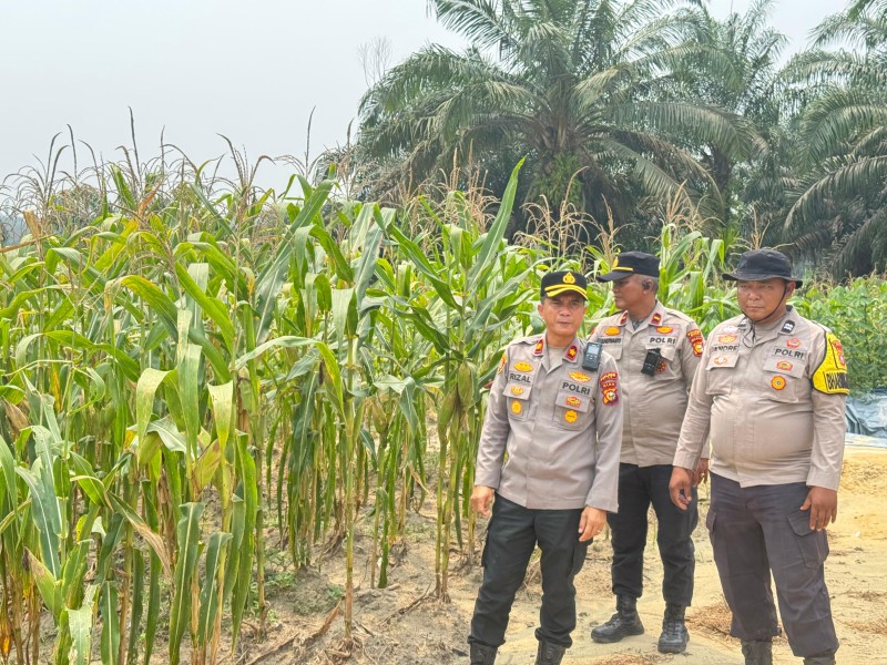 Kapolsek Minas Cek Jagung Pipil Usia 77 Hari, Tongkol Membesar Meski Diterpa Panas Ekstrem