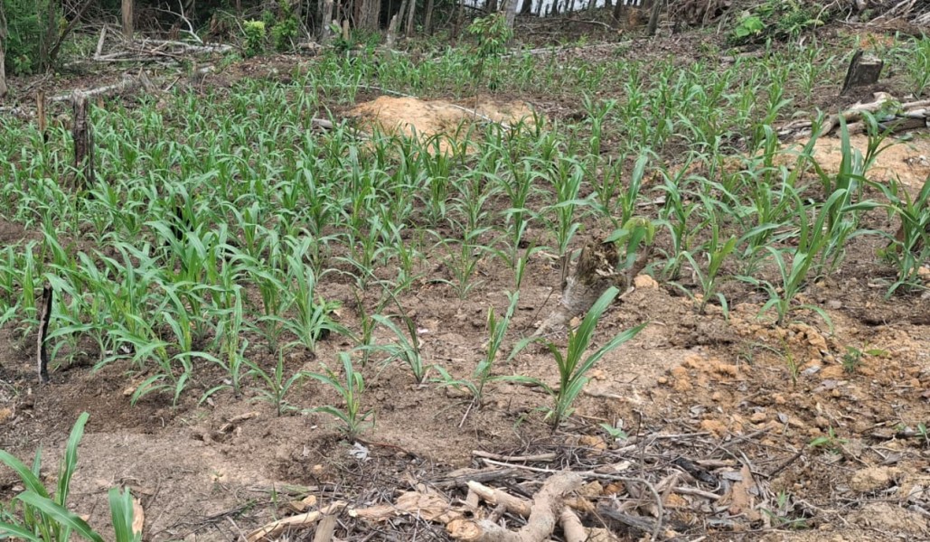 Bhabinkamtibmas Pantau Perkembangan Jagung Pipil di Minas Jaya, Tanaman Usia 32 Hari Tumbuh Subur