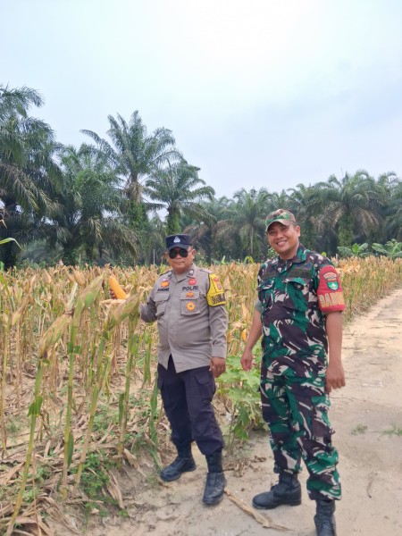 Jagung Pipil Usia 102 Hari di Rantau Bertuah Siap Panen, Polsek Minas Lakukan Pengecekan