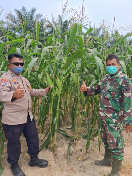 Bhabinkamtibmas Rantau Bertuah Bersama Babinsa Cek Jagung Pipil Program Ketahanan Pangan Nasional