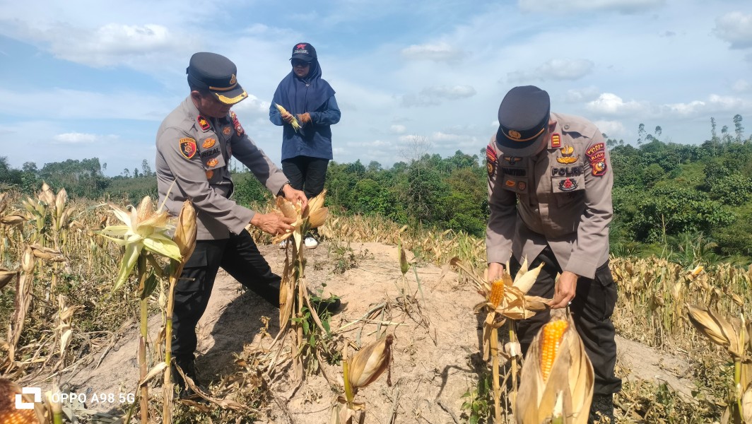 Sukseskan Ketahanan Pangan, Polsek Minas Lakukan Peninjauan Langsung Kebun Jagung Siap Panen di Rantau Bertuah