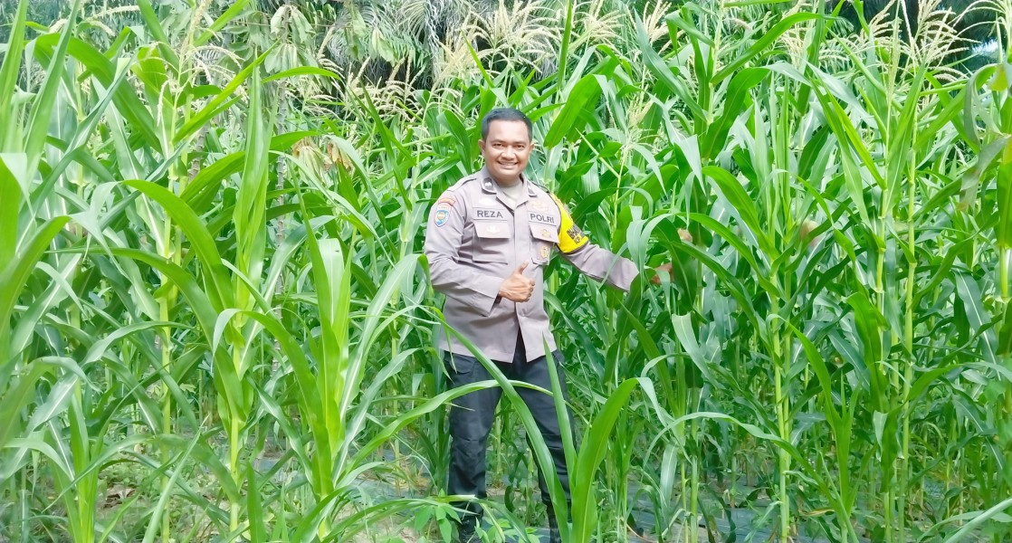 Polsek Minas Pantau Perkembangan Jagung Pipil Program Ketahanan Pangan, Tanaman Tumbuh Subur di Usia 50 Hari