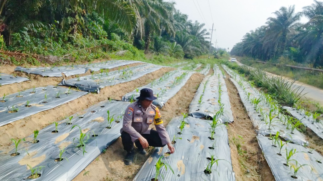 Bhabinkamtibmas Polsek Minas Pantau Jagung Program Ketahanan Pangan Nasional di Minas Timur, Tanaman Usia 26 Hari Tumbuh Baik