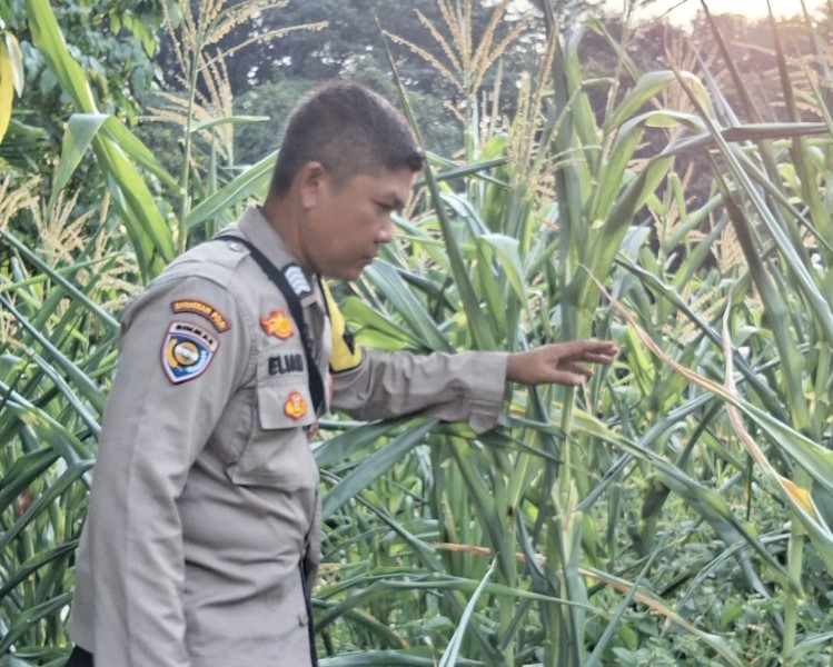 Tanaman Jagung Kuartal II di Minas Jaya Berusia 60 Hari, Sebagian Rusak Diserang Hama Monyet