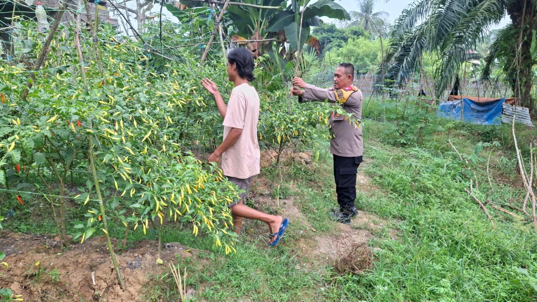 Polsek Pasir Penyu Aktif Dampingi Warga Manfaatkan Pekarangan Untuk Ketahanan Pangan