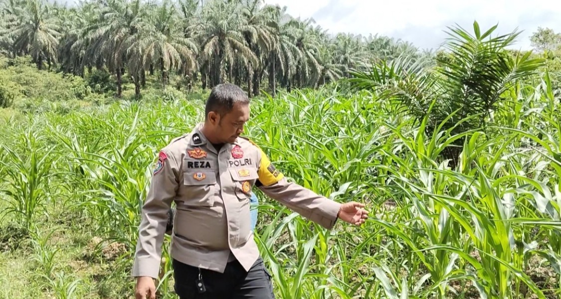 Polsek Minas Monitoring Tanaman Jagung Pipil Usia 42 Hari di Minas Timur, Pertumbuhan Terpantau Baik