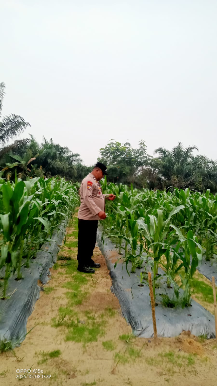 Jagung Pipil Tumbuh hingga 150 Sentimeter! Bhabinkamtibmas Polsek Minas Pantau Ketahanan Pangan di Mandiangin