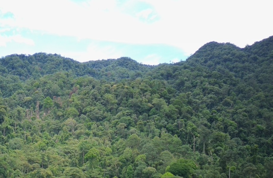 95 Persen Tutupan Lahan Masih Hutan, Mengapa Status Hutan Lindung Bukit Sanggul Diturunkan?