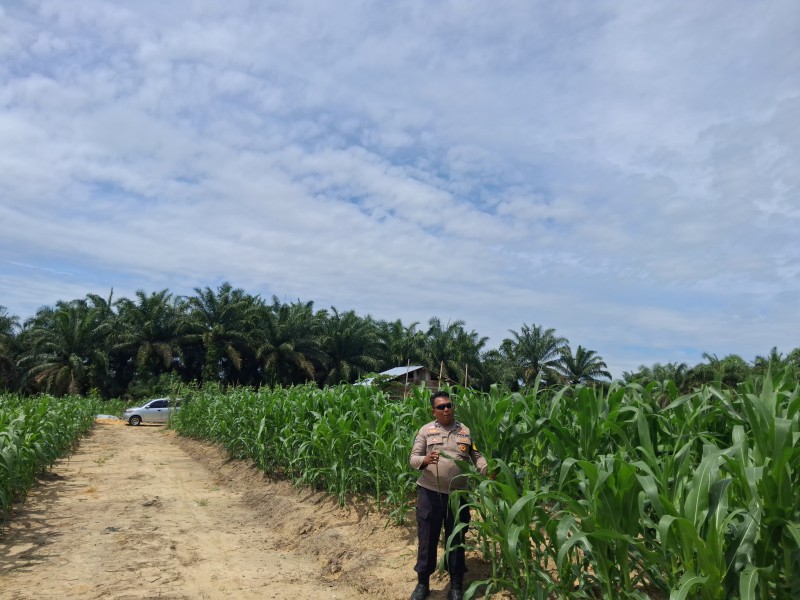 Usia 37 Hari, Tanaman Jagung di Kampung Rantau Bertuah Tumbuh hingga 175 Cm