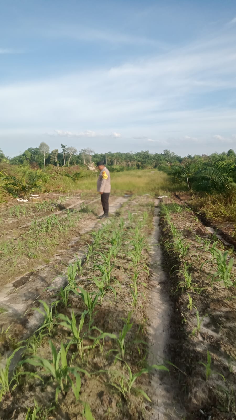 Bhabinkamtibmas Cek Perkembangan Program Ketahanan Pangan Jagung Pipil di Kampung Mandiangin, Tanaman Tumbuh Baik di Usia 22 Hari