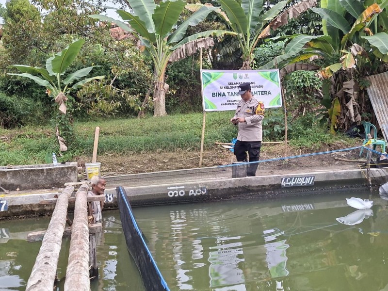 Perkuat Ketahanan Pangan Nasional, Polsek Pasir Penyu Sulap Lahan Pekarangan Jadi Kolam Ikan Produktif