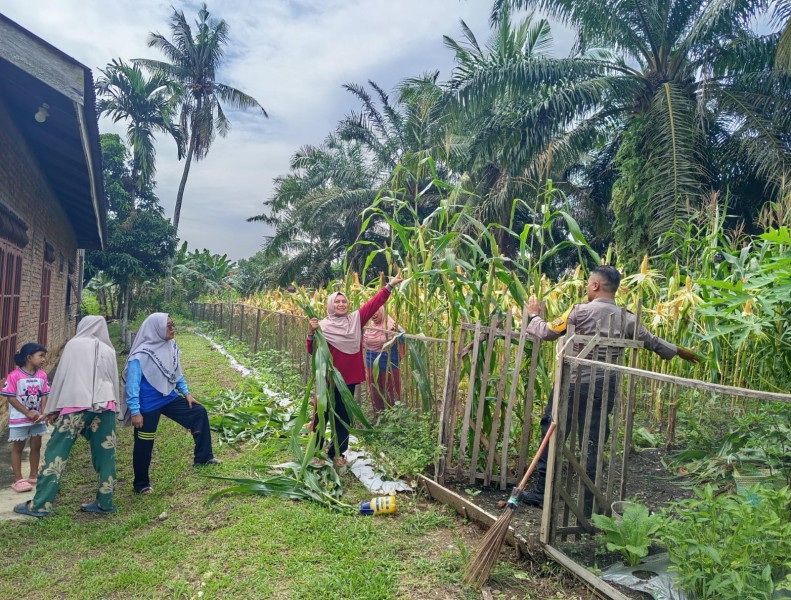 Wujudkan Swasembada Pangan, Polsek Pasir Penyu Intensif Monitoring Lahan Jagung