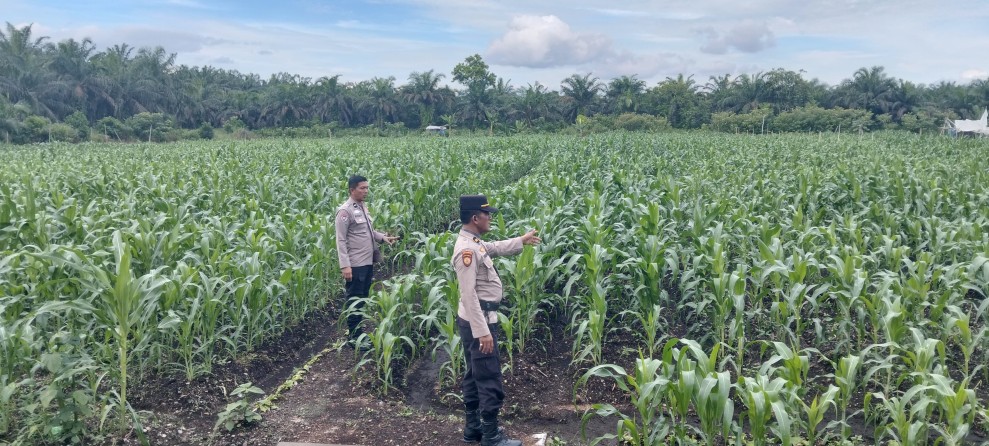 Kapolsek Kampar AKP Asdisyah Mursid SH Kembali Tinjau Tanaman Jagung Pipil di Desa Kayu Aro, Wujud Nyata Dukungan Ketahanan Pangan Nasional