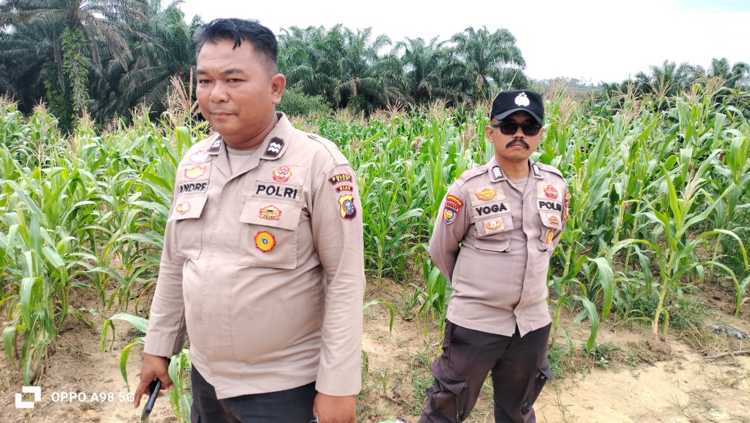 Jagung di Rantau Bertuah Tumbuh hingga 2 Meter, Polsek Minas Pantau Ketahanan Pangan Nasional di Lahan 1,5 Hektare