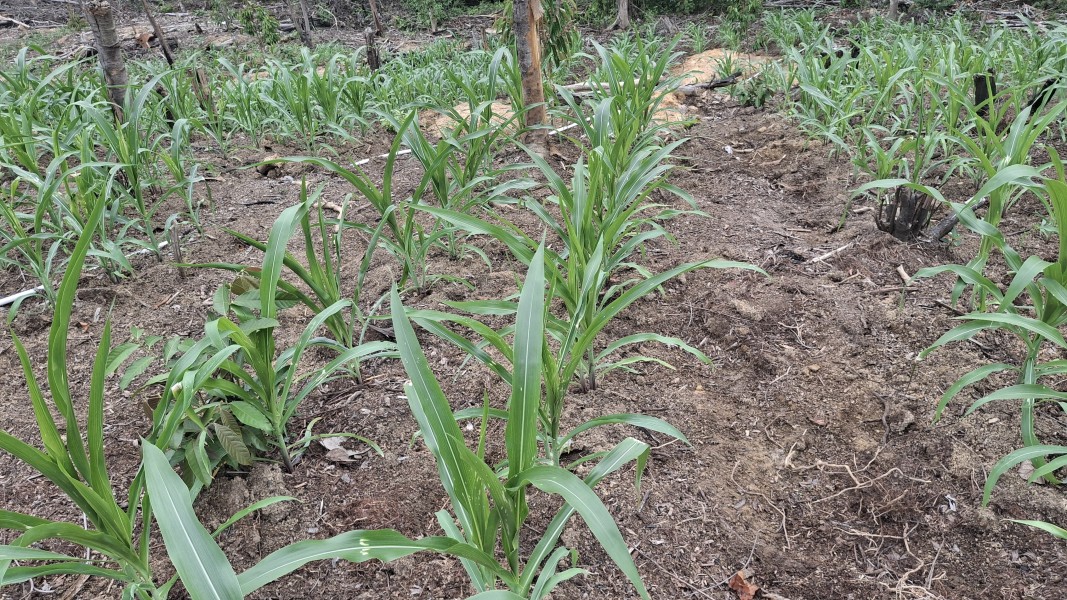 Bhabinkamtibmas Minas Jaya Cek Jagung Pipil Usia 23 Hari di Area Agro Wisata Telago