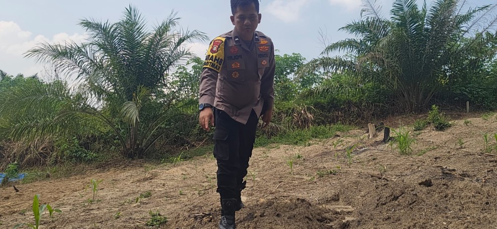 Polsek Minas Dampingi Kelompok Tani Bersihkan Lahan, Siapkan Penanaman Jagung Pipil Kuartal II