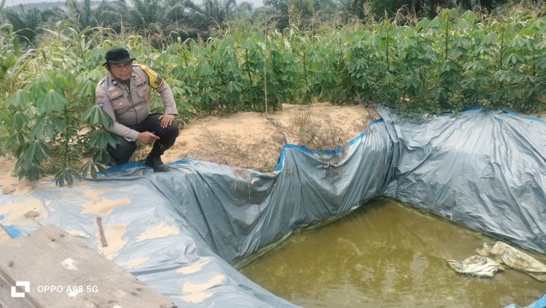 Jagung Usia 86 Hari di Rantau Bertuah Mulai Bertongkol Besar, Bhabinkamtibmas Dampingi Petani Siapkan Pra Panen
