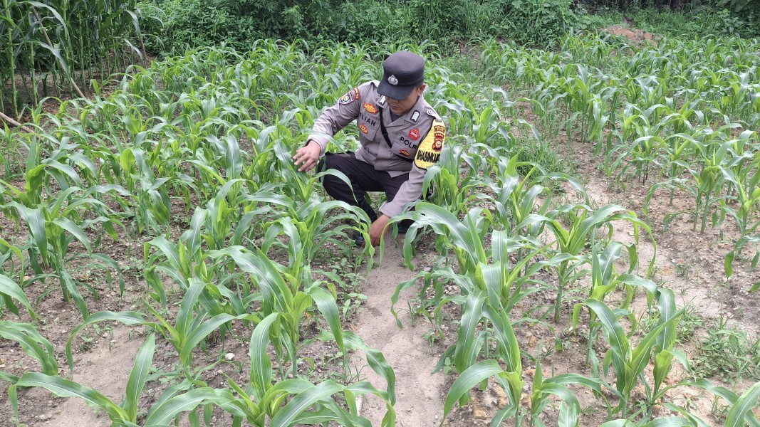 Polsek Minas Cek Perkembangan Jagung Pipil Program Ketahanan Pangan di Minas, Sejumlah Tanaman Dilakukan Penanaman Ulang