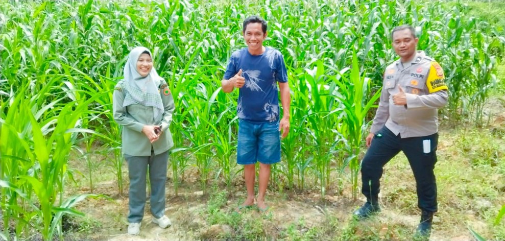 Polsek Minas Pantau Pertumbuhan Jagung Pipil Usia 69 Hari, Wujud Dukungan terhadap Ketahanan Pangan Nasional