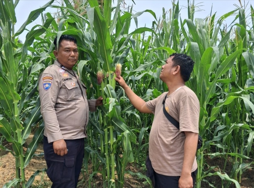 Tanaman Jagung di Rantau Bertuah Tumbuh Hingga 2 Meter, Mulai Berbunga dan Bertongkol