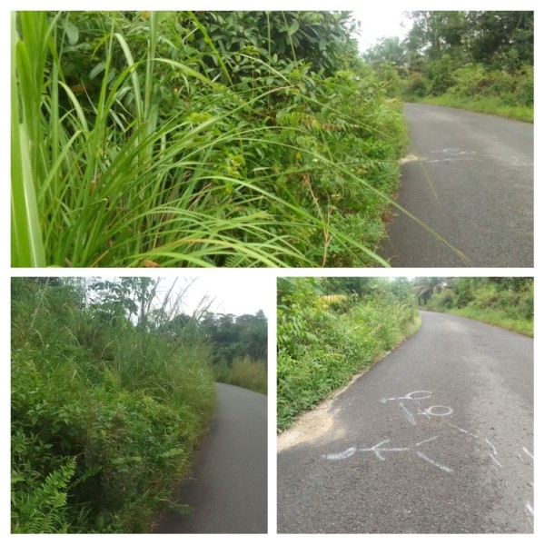 Warga Desa Menduk dan Payakbenua Keluhkan Jalan Raya Tertutup Hutan Lalang, PUPR Kabupaten Bangka Diminta Bertindak