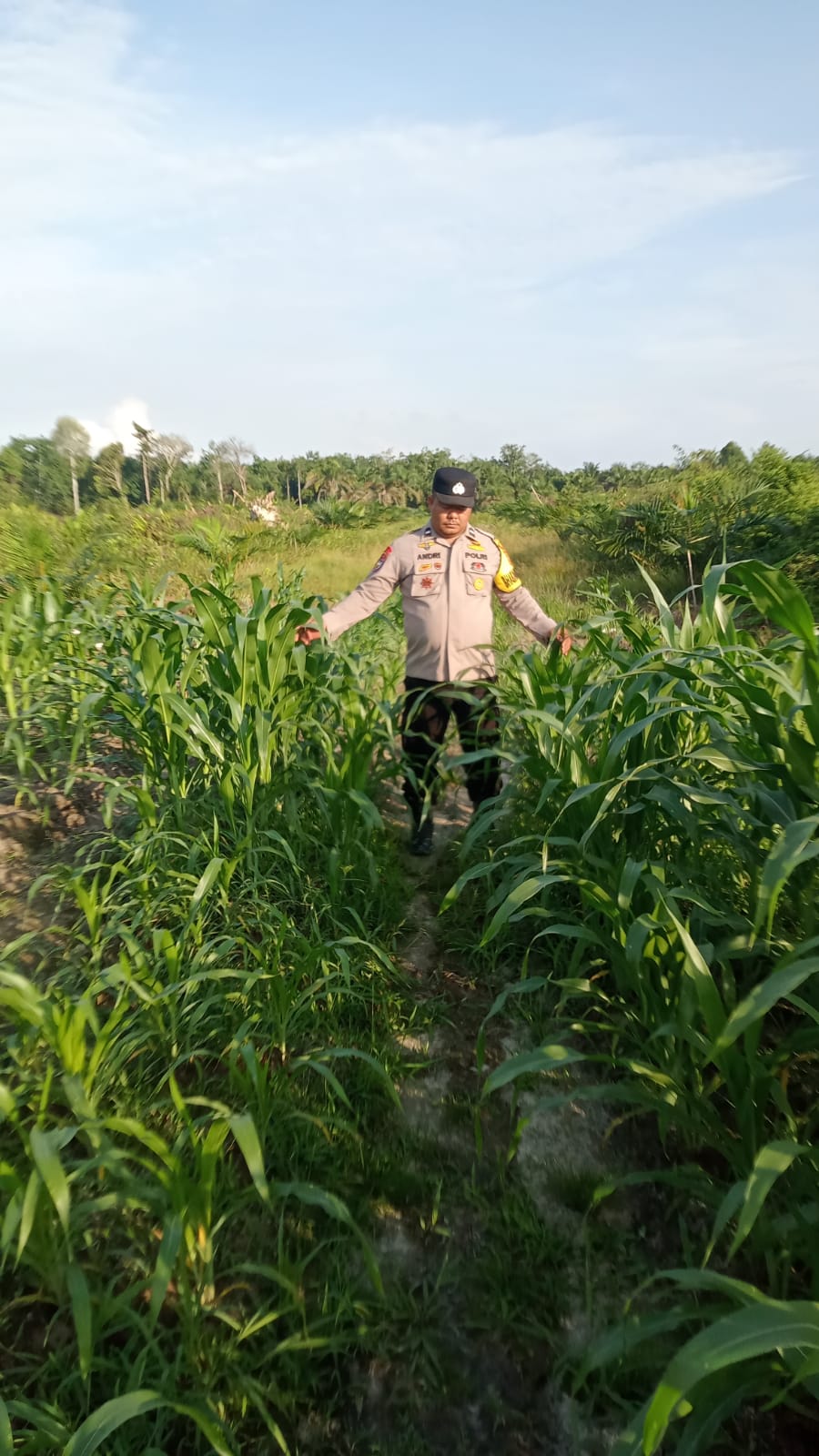Tanaman Jagung Pipil Tumbuh Subur, Polsek Minas Lakukan Monitoring di Kampung Mandiangin
