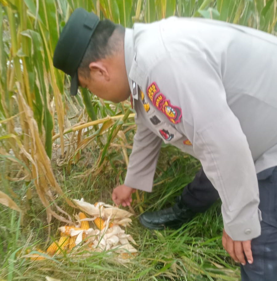 Polisi Pantau Perkembangan Jagung Pipil Usia 107 Hari di Lahan Warga Mandiangin