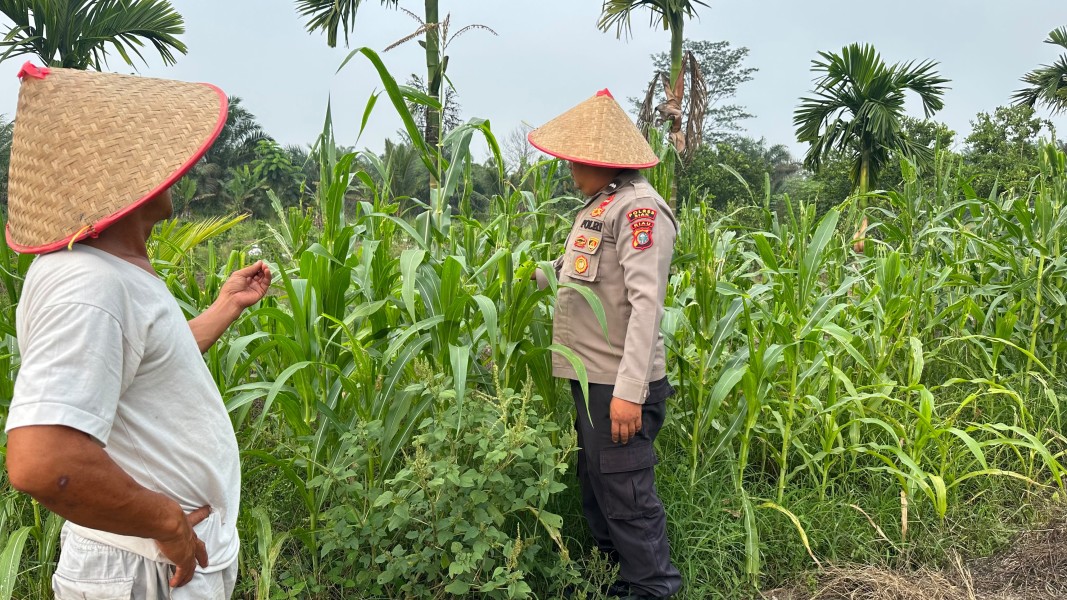 Polsek Koto Gasib secara intensif melakukan perawatan jagung pipil di lahan Poktan Mekar Sari