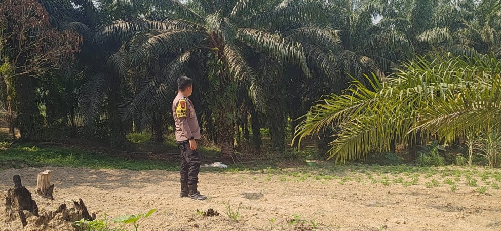 Polsek Minas Dorong Ketahanan Pangan Nasional, Lahan Jagung ½ Hektare Disiapkan untuk Kuartal Kedua