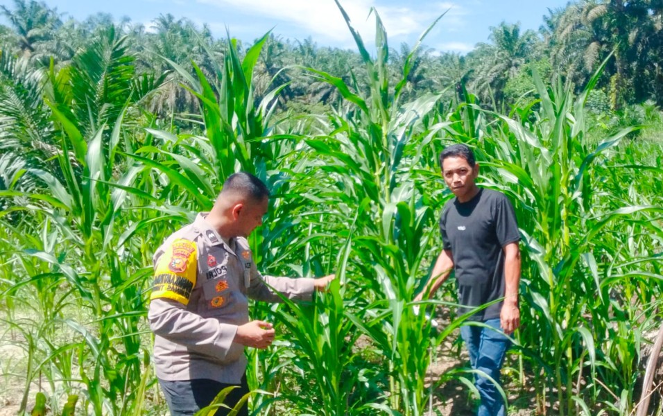 Polsek Minas Lakukan Monitoring Ketahanan Pangan, Tanaman Jagung Tumbuh Cukup Baik Pada Usia 40 Hari