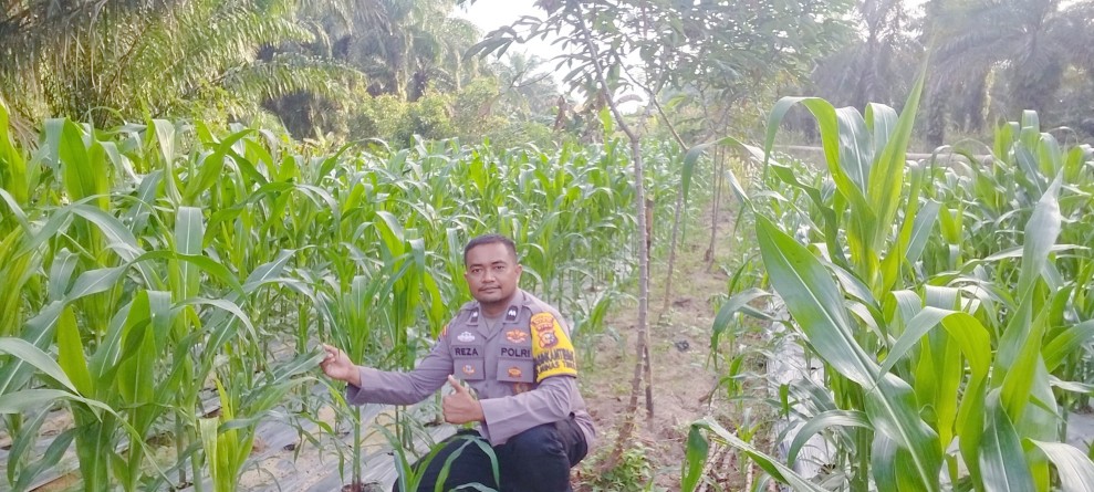 Usia Tanam 35 Hari, Jagung Pipil Binaan Polsek Minas Tumbuh Subur di Minas Timur