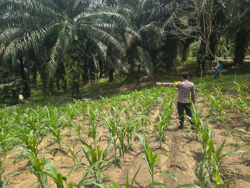 Bhabinkamtibmas Minas Barat Pantau Pertumbuhan Jagung Pipil Usia 35 Hari