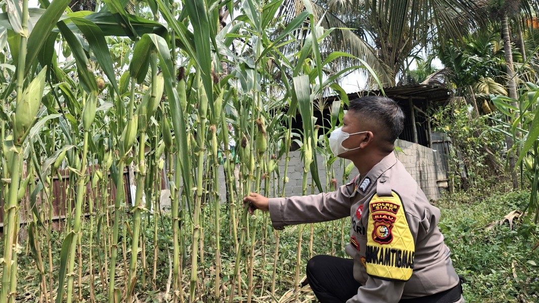 Bhabinkamtibmas Polsek Minas Selalu Rutin Cek Perkembangan Jagung Program Ketahanan Pangan Nasional di Minas Jaya