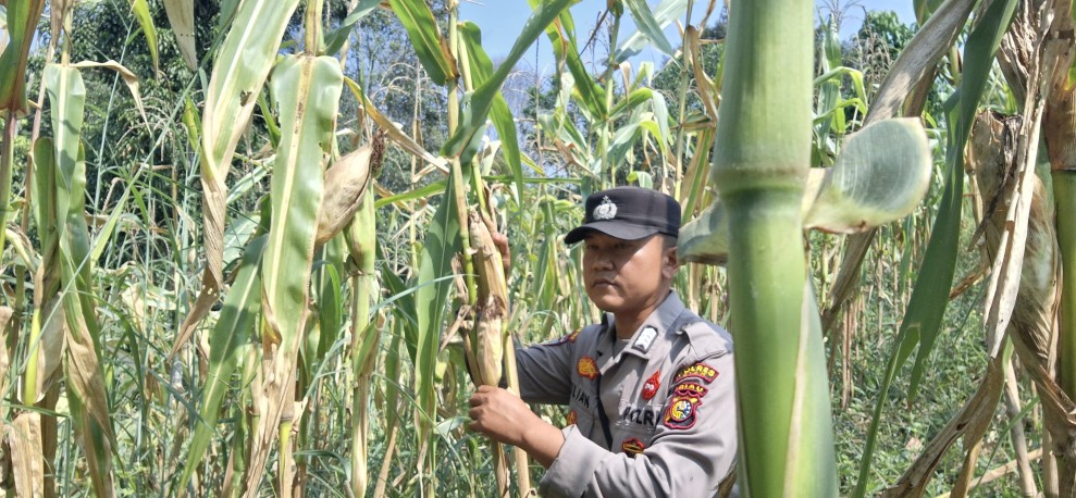 Bhabinkamtibmas Minas Jaya Cek Jagung Usia 88 Hari, Fokus Pemupukan dan Pengendalian Hama