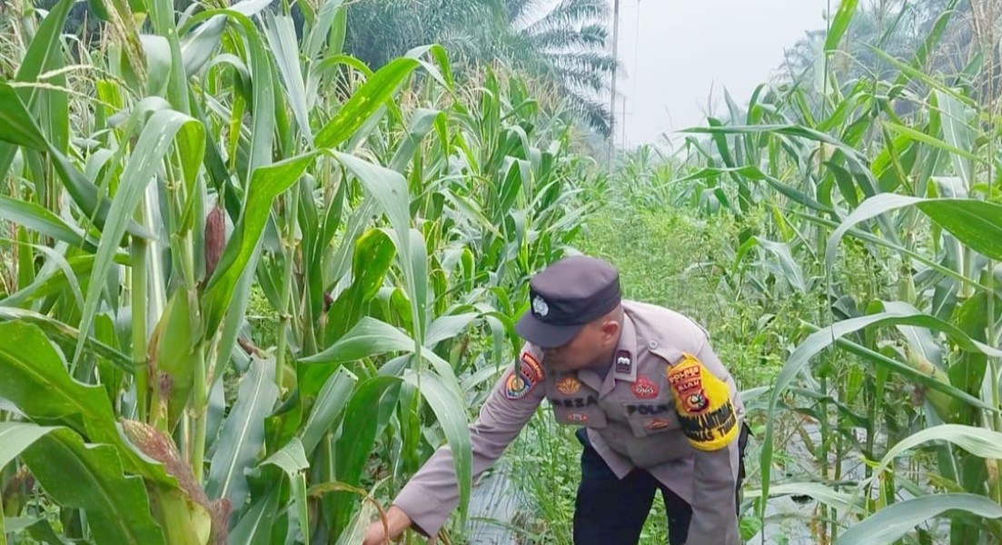 Usia 91 Hari, Tanaman Jagung Pipil Warga Minas Timur Tumbuh Baik