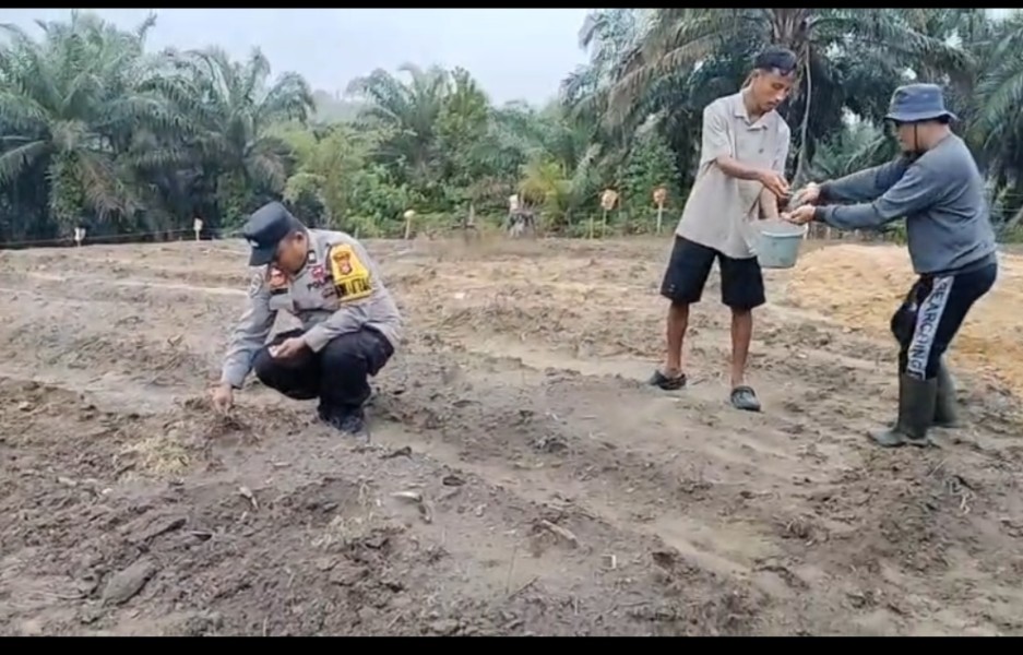 Dukung Swasembada Jagung 2026, Polsek Minas Bersama Kelompok Tani Tanam Jagung Pipil di Rantau Bertuah
