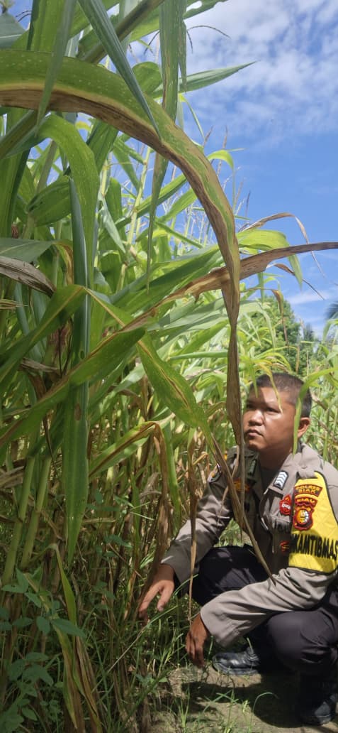 Polsek Minas Cek Perkembangan Jagung Pipil Usia 85 Hari di Minas Jaya, Dukung Ketahanan Pangan Nasional
