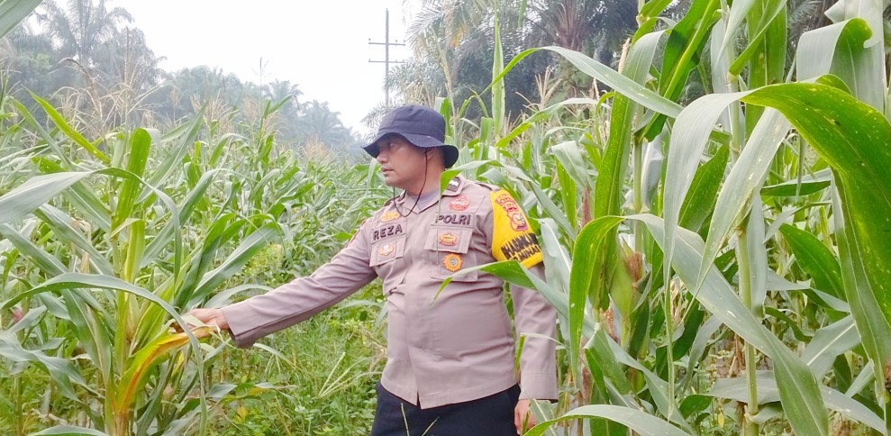 Usia 90 Hari, Tanaman Jagung Pipil Milik Warga Minas Timur Tumbuh dengan Baik