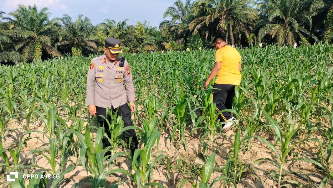 Tanaman Jagung Mulai Diserang Ulat Daun, Kapolsek Minas Pastikan Perawatan Terus Dilakukan