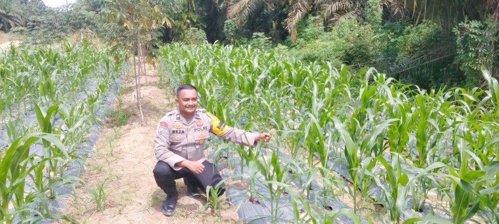 Bhabinkamtibmas Polsek Minas Secara Rutin Cek Perkembangan Jagung Pipil Program Ketahanan Pangan di Minas Timur